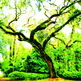 Oldest_tree_small