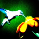 Hummingbird_3_small